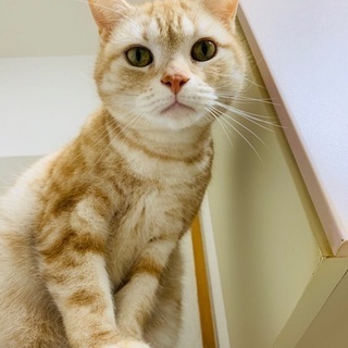 ★アメショ♂の里親さん募集します★