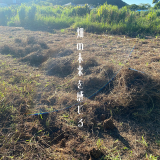 【授業料キャッシュバック】学べば学ぶほど儲かる！自然栽培マンゴー大学！の画像