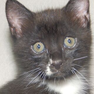 黒猫ですが胸と腹に白い毛が混じるツキノワグマ風の雌。約２ヶ月です。 - 恵那市