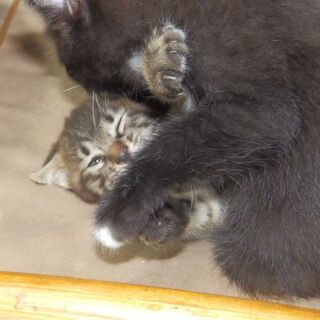 黒猫ですが胸と腹に白い毛が混じるツキノワグマ風の雌。約２ヶ月です。 - 里親募集