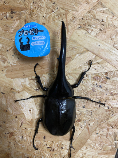 ご予約決まりました。DHヘラクレスオオカブト　ペア 【カブトムシ、クワガタ】