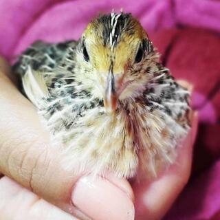 🐥小鳥仲間さん🐥