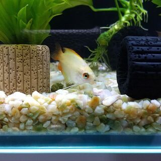 ※只今お取引中です※　熱帯魚 ゴールデンハニーレッド・ドワーフグ...