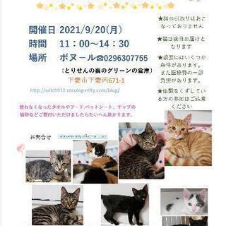 保護猫譲渡会　ボヌール9/20