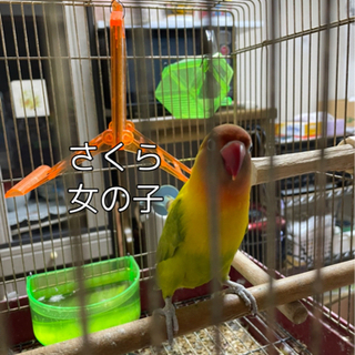 つがいのインコちゃんを引き取っていただける方