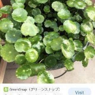 ウォーターコイン分けてください！