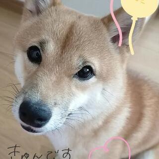 豆柴友達募集🐾