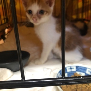 かわいい男の子2匹です！ - 猫