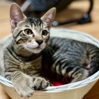 オス猫 三兄弟