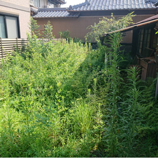 草刈りやります！写真2枚あり！