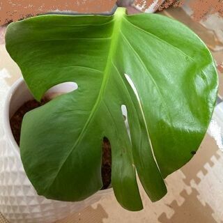 風水パワー モンステラ 白斑無し