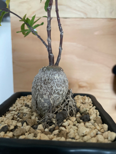 no,①珍奇植物！エデュリス　(火星人) 塊根植物　陶器鉢付き！観葉植物　