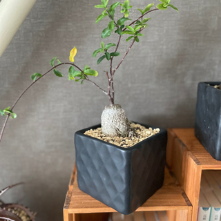 no,①珍奇植物！エデュリス　(火星人) 塊根植物　陶器鉢付き！...