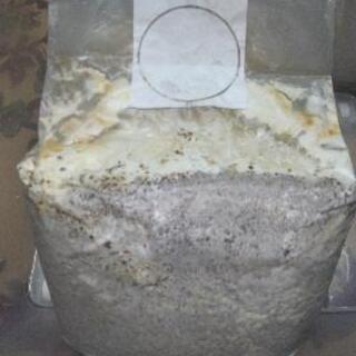 ヒラタケ菌糸ボトル   500ccと800ccのセット