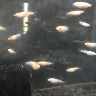 メダカ
