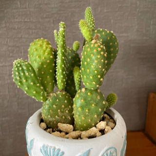 限定半額！可愛い！うさぎサボテン　観葉植物　陶器鉢付き