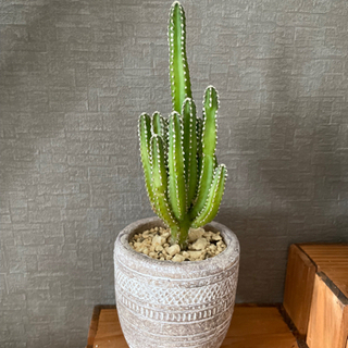 値下！珍種サボテン！セレウス　鉢付き！多肉植物