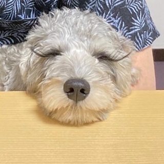 犬友募集