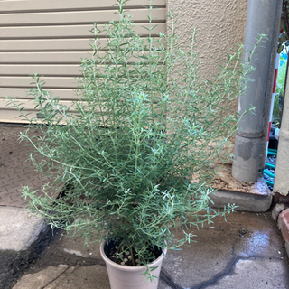 観葉植物　ウエストリンギア