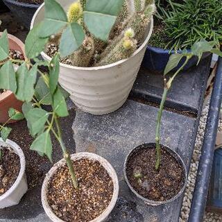 値下げ 残り1鉢です！超貴重な薔薇 値シャリマー他の画像