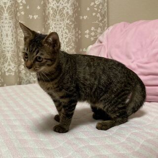 里親候補様確定 生後約3ヶ月 オス キジトラ 元気です