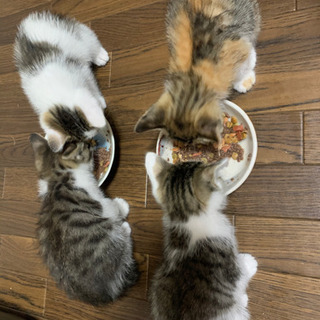 ８月半ば生誕！子猫4匹！