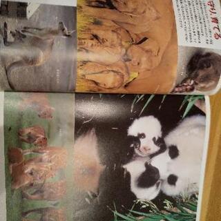 動物図鑑の画像