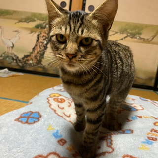 かわいい猫ちゃんを大切に飼ってくれる方