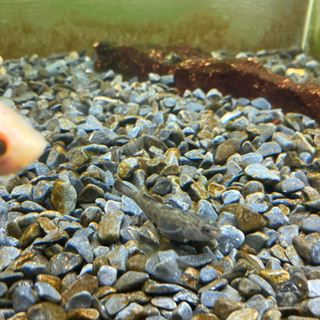 ヨシノボリの画像