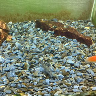 ヨシノボリの画像