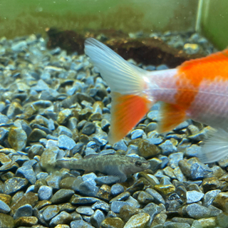 ヨシノボリの画像