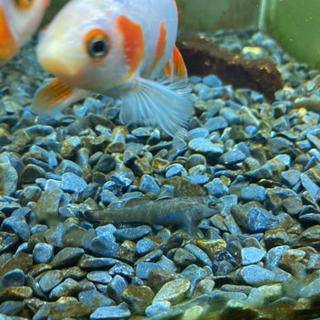 ヨシノボリの画像