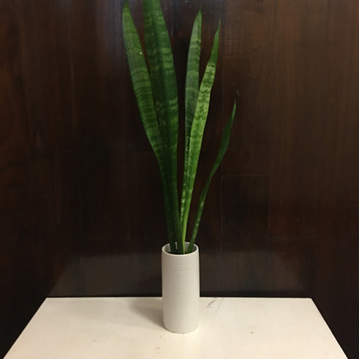 観葉植物サンセベリア・ゼラニカ　ハイドロカルチャー　(白陶器)