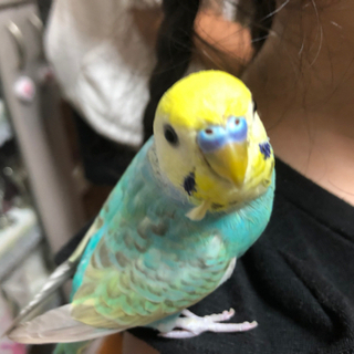 首里石嶺周辺で迷子になってます。