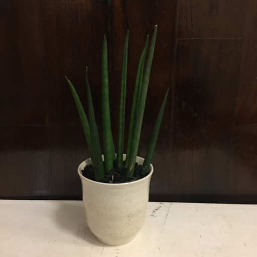 観葉植物サンセベリア・バキュラリス　ハイドロカルチャー(和陶器)