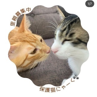 とても穏やかで優しい仔猫ちゃんです 