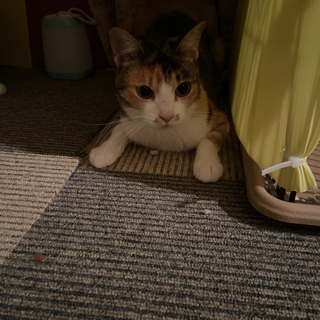 美人な女の子三毛猫
