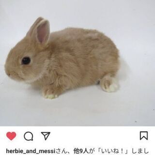 ネザーランドドワーフうさぎオス