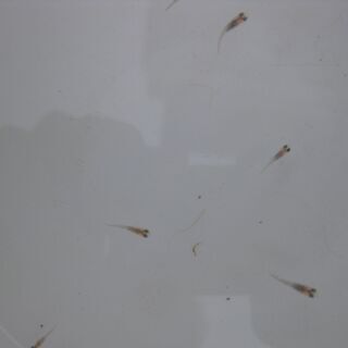 メダカ完売しました。ありがとうございました。　１セット限り「忘却の翼メダカ」　稚魚１０匹！　２０００円！！の画像