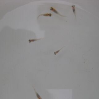 メダカ完売しました。ありがとうございました。　１セット限り「忘却の翼メダカ」　稚魚１０匹！　２０００円！！の画像