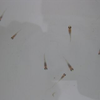メダカ完売しました。ありがとうございました。　１セット限り「忘却の翼メダカ」　稚魚１０匹！　２０００円！！の画像