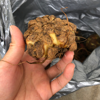 百合の球根とグラジオラスの種の画像