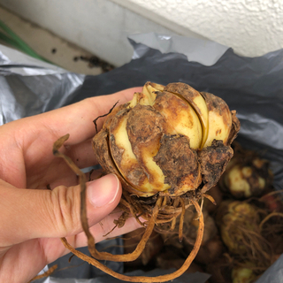 百合の球根とグラジオラスの種の画像