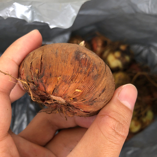 百合の球根とグラジオラスの種の画像