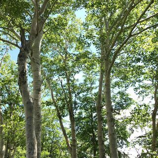 初心者のためのハイキング - 友達