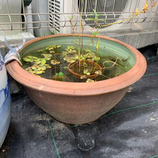 火鉢 八角超大型 鉢カバー メダカ 金魚【引き取り限定】