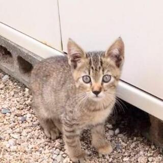 【里親決定!】可愛い顔立ちの仔猫ちゃん