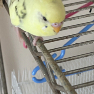 【里親決定しました】セキセイインコ