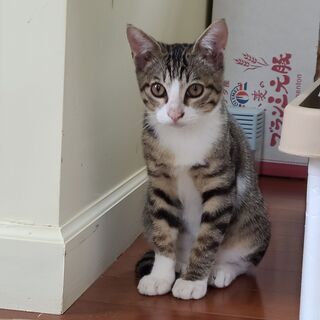 超幼齢仔猫(♂)を友部駅前の空き地で保護し、現在こんなに可愛くお利口になりました。の画像