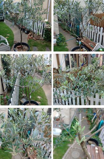 オリーブ⑤ レッチーノ（果樹ポット＃60）